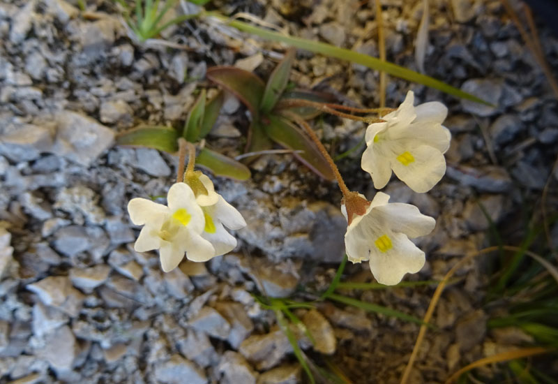 Pinguicula alpina / Pinguicola alpina